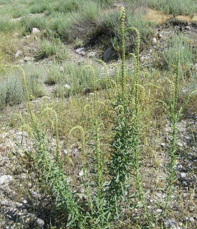 Image of Reseda luteola specimen.