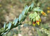 Cerinthe minor