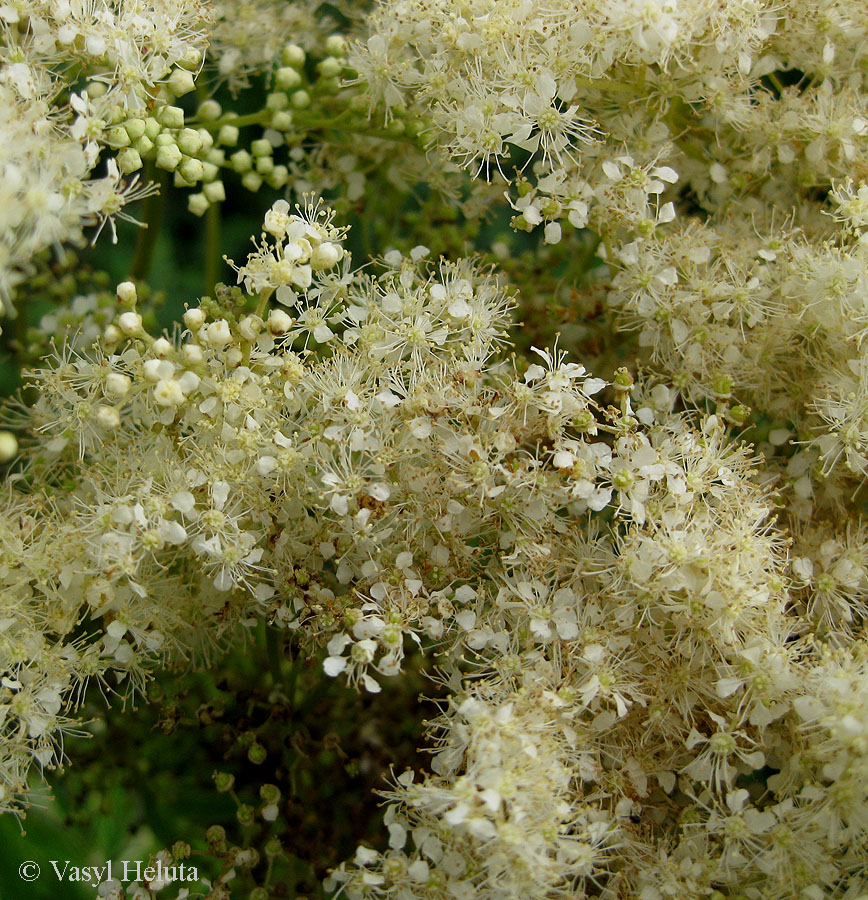 Image of Filipendula ulmaria specimen.