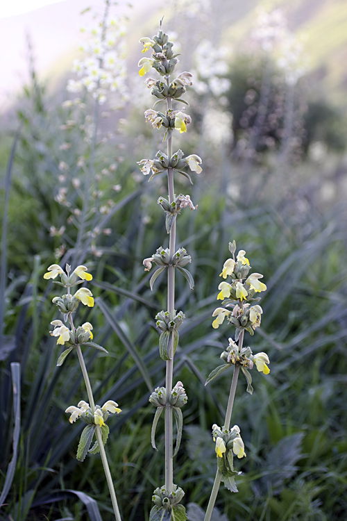 Изображение особи Phlomoides labiosa.