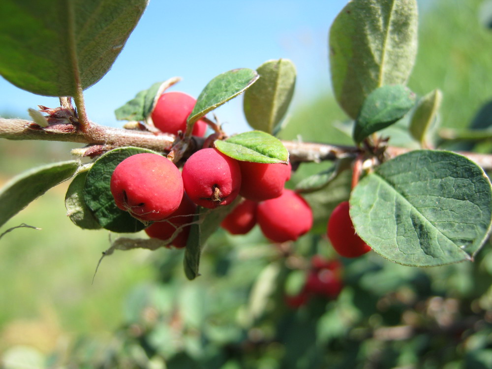 Image of Cotoneaster alaunicus specimen.