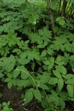 Allium oleraceum. Растения в широколиственном лесу. Санкт-Петербург, Дудергофские высоты. 26.07.2008.