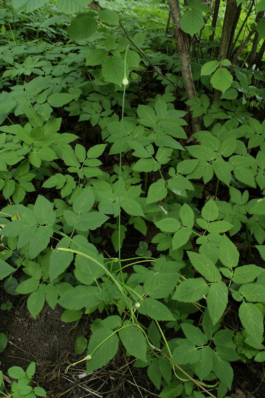 Image of Allium oleraceum specimen.