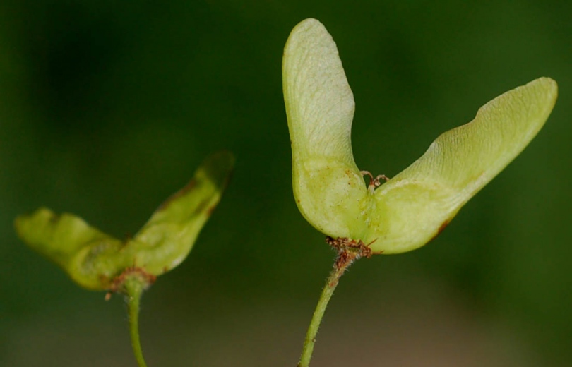 Image of Acer mayrii specimen.