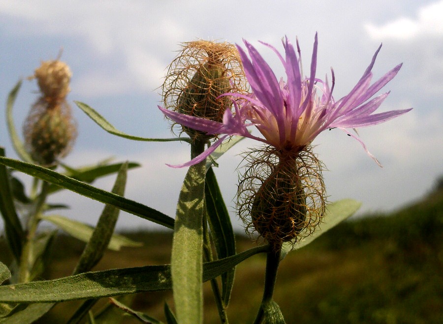 Image of Centaurea trichocephala specimen.