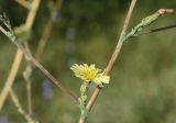 Lactuca serriola. Элементарное соцветие-корзинка в средней части общего соцветия. Крым, Бахчисарайский р-н, с. Трудолюбовка, у дорожки на базе СПбГУ. 22.07.2011.