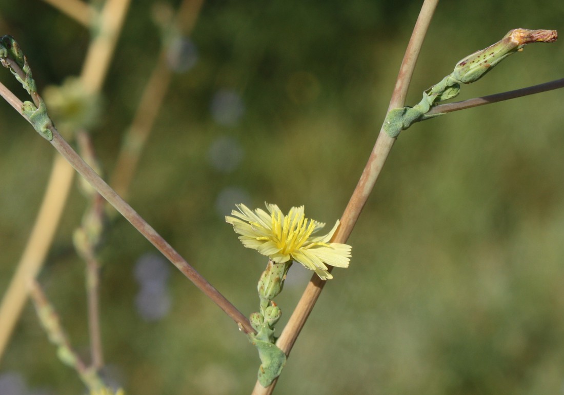 Изображение особи Lactuca serriola.