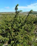 Juniperus sibirica