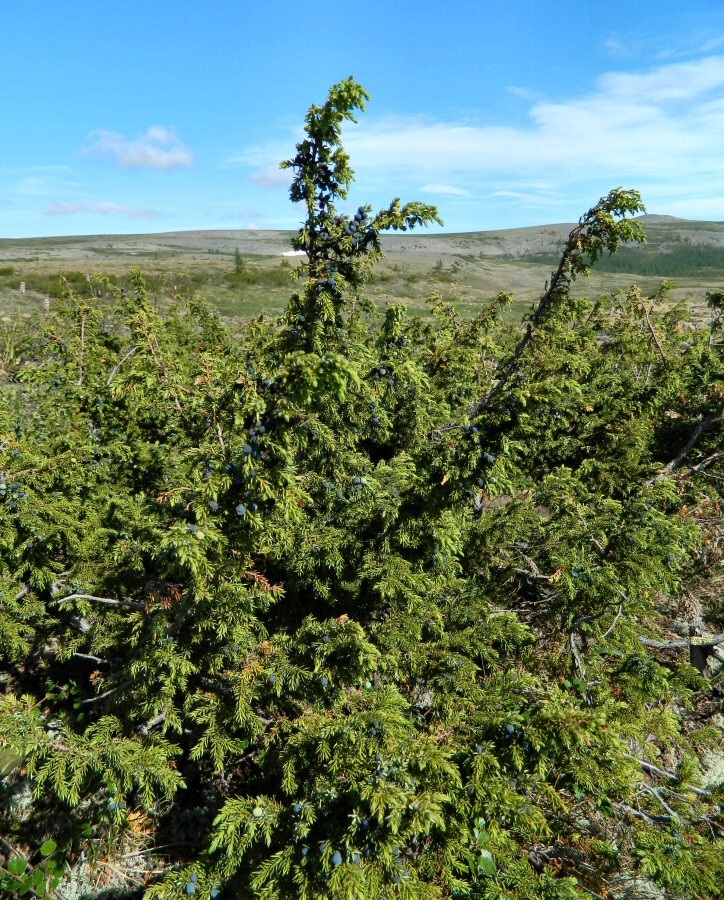 Image of Juniperus sibirica specimen.