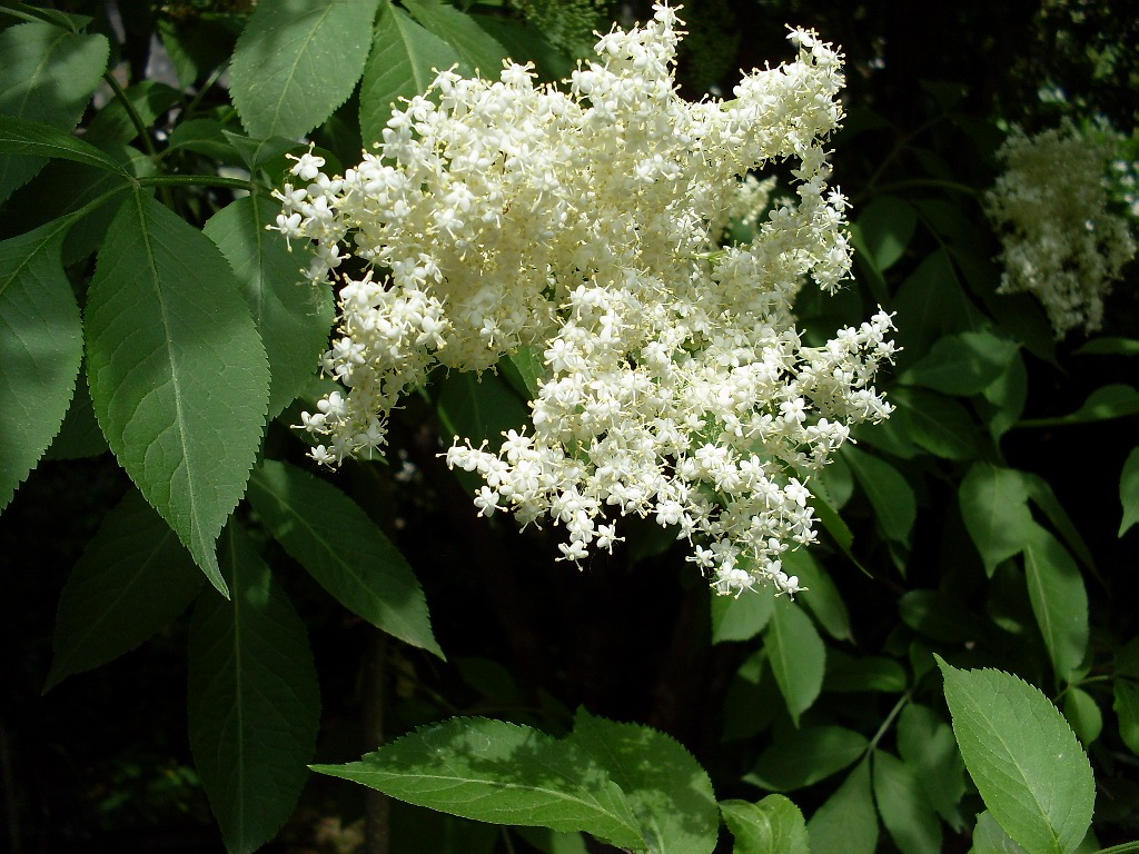 Image of Sambucus nigra specimen.