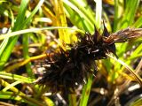 Carex kobomugi