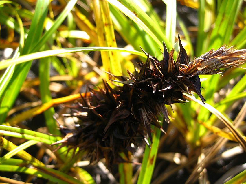 Изображение особи Carex kobomugi.
