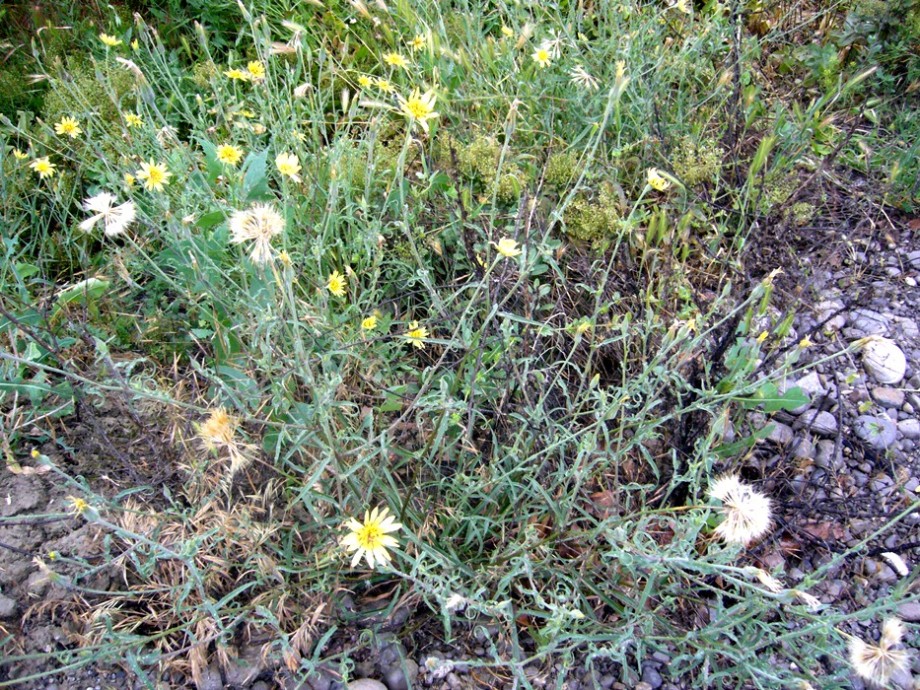 Image of Tragopogon graminifolius specimen.