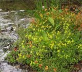 Saxifraga aizoides