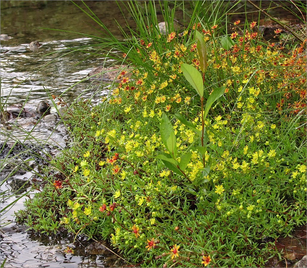 Изображение особи Saxifraga aizoides.