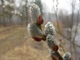Изображение особи. Автор - Виталий Гуменюк