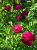 Paeonia lactiflora