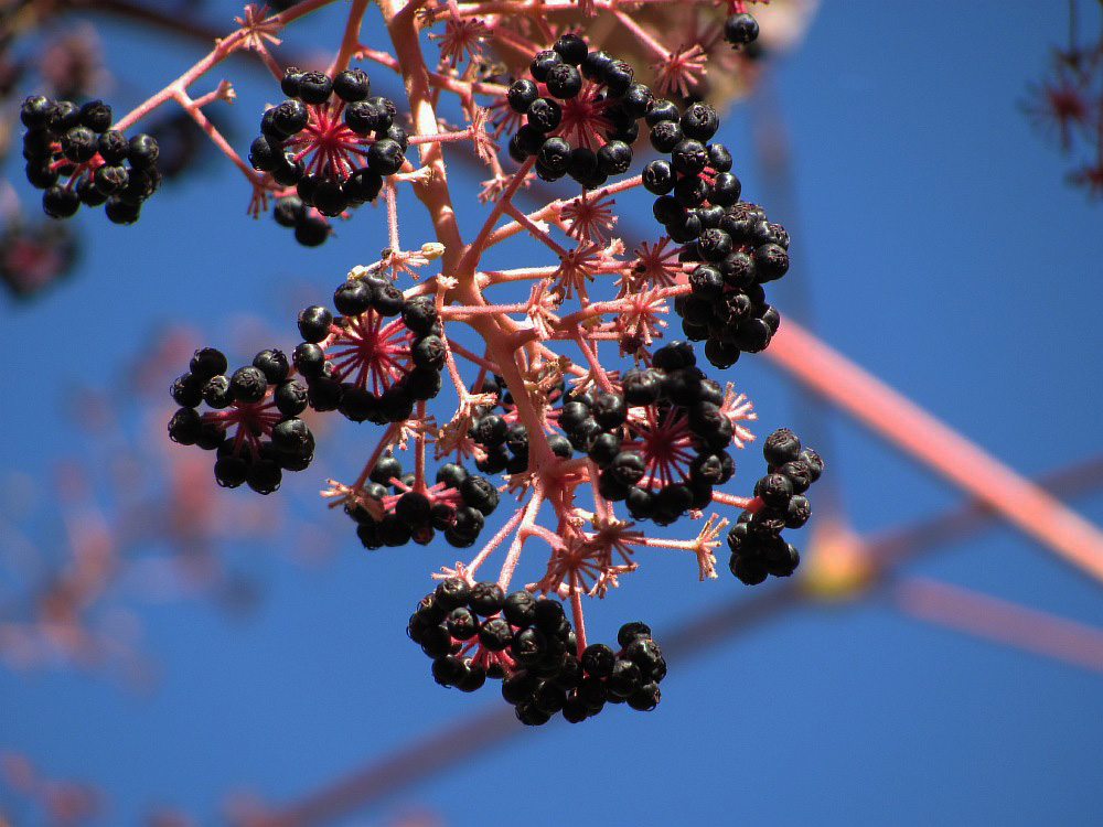 Image of Aralia elata specimen.