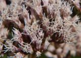 Eupatorium lindleyanum
