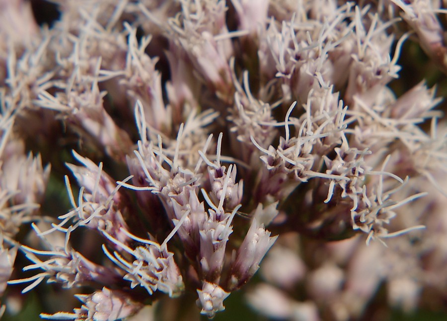 Изображение особи Eupatorium lindleyanum.