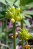 Ranunculus cassubicus