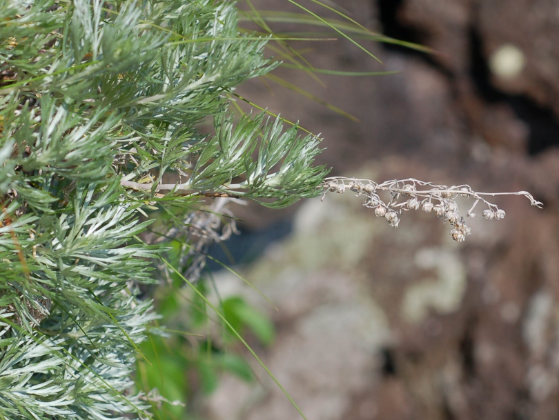 Image of Artemisia schmidtiana specimen.