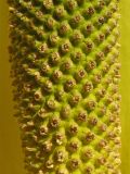 Image of taxon representative. Author is Андрей Ковальчук