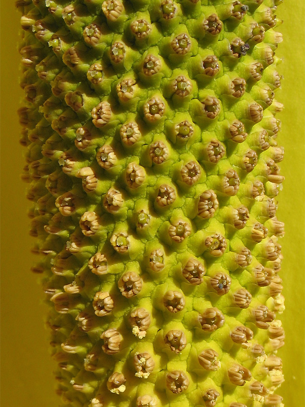 Image of Lysichiton americanus specimen.