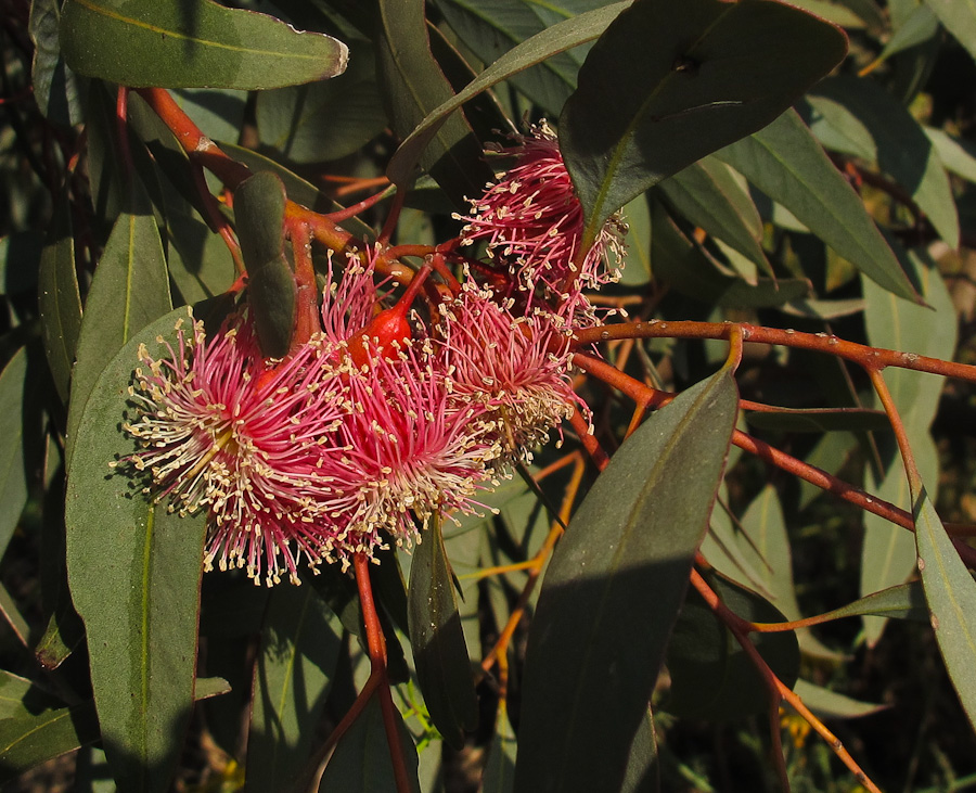 Изображение особи Eucalyptus torquata.