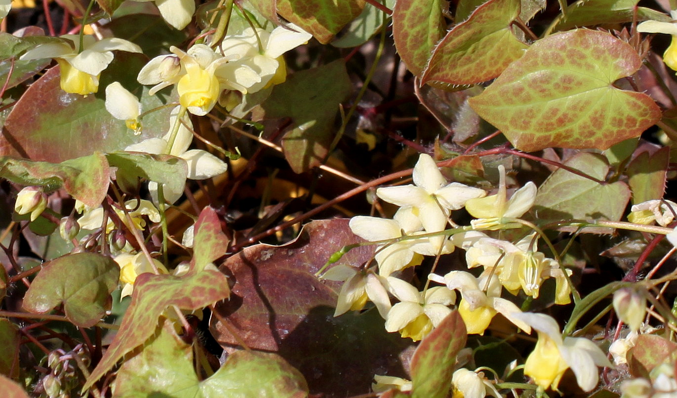 Image of Epimedium &times; versicolor specimen.