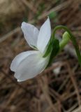 Viola sieheana