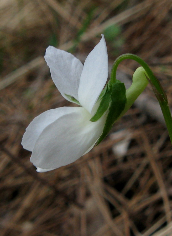 Изображение особи Viola sieheana.