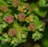 Euphorbia hierosolymitana