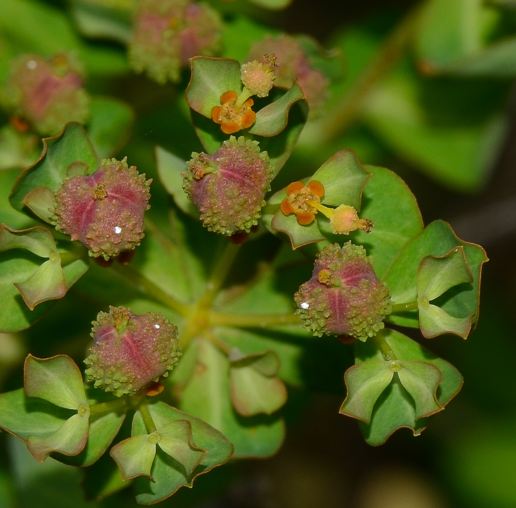 Изображение особи Euphorbia hierosolymitana.