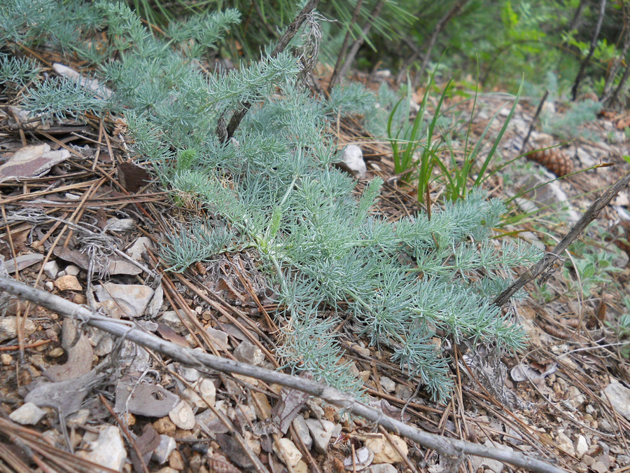 Image of Seseli dichotomum specimen.