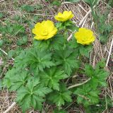 Trollius ranunculinus. Цветущее растение. Карачаево-Черкесия, Зеленчукский р-н, ущелье р. Марка. 07.05.2012.