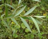 Salix alba. Верхушка побега (листья - вид сверху). Курская обл., г. Железногорск, ур. Опажье. 6 августа 2007 г.