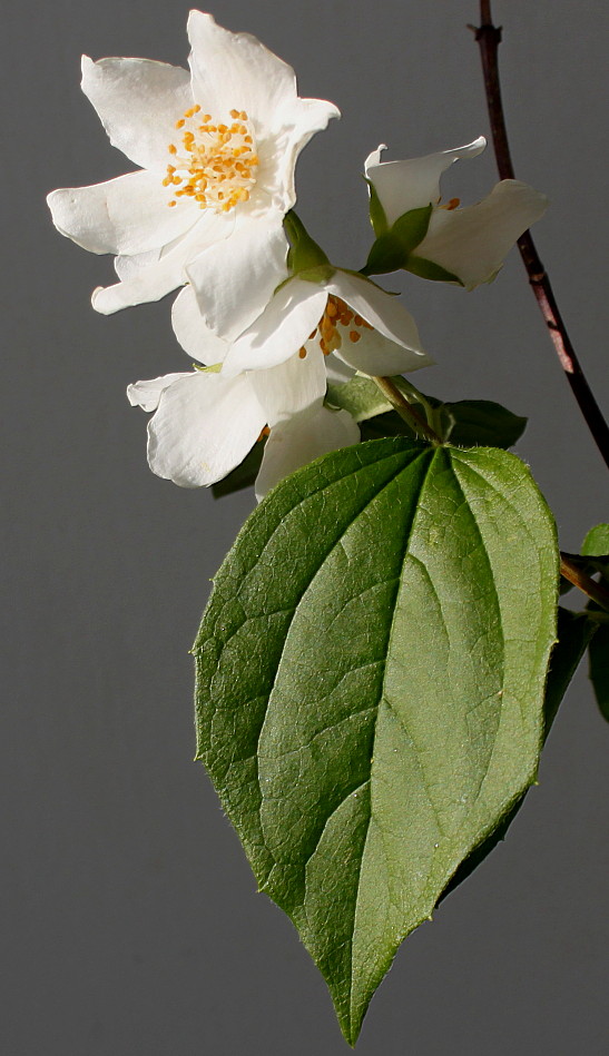 Image of Philadelphus coronarius specimen.