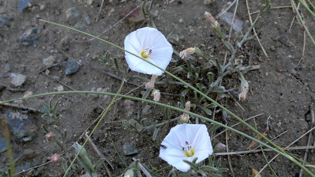 Изображение особи Convolvulus ammannii.