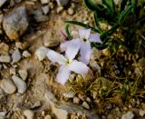 Matthiola подвид livida