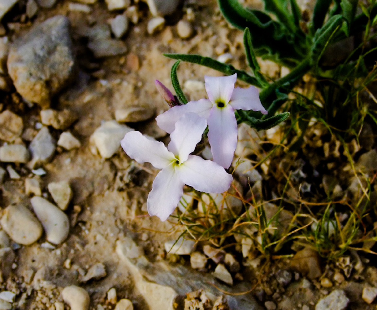 Изображение особи Matthiola longipetala ssp. livida.