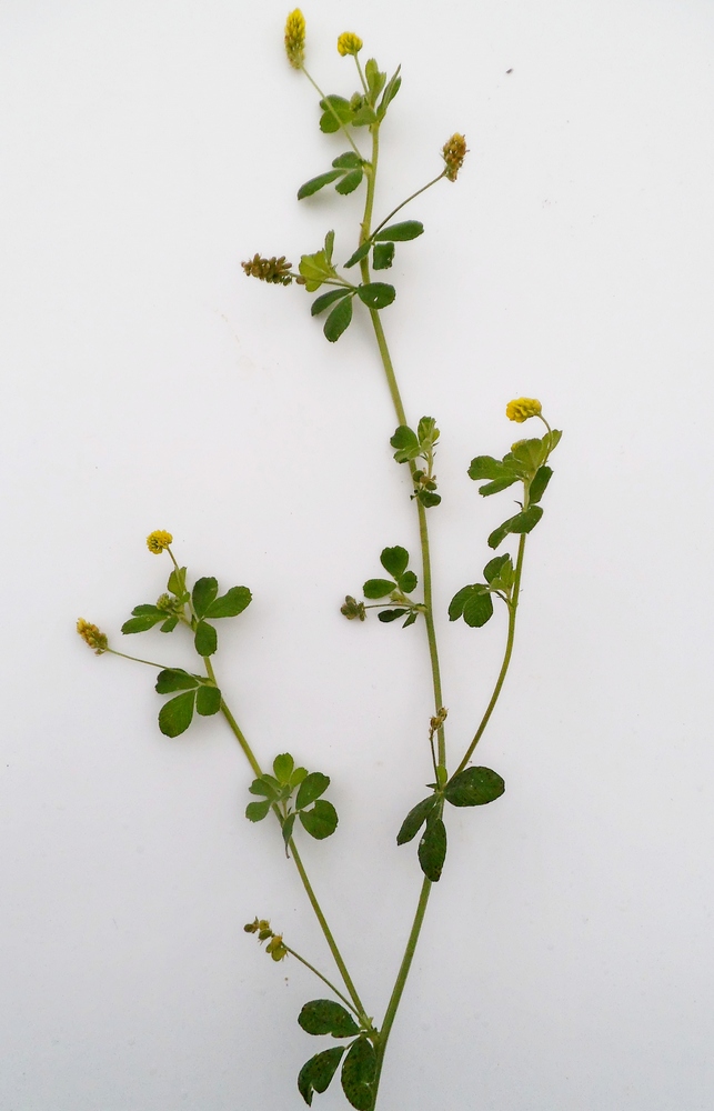 Image of Medicago lupulina specimen.
