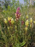 Melampyrum argyrocomum