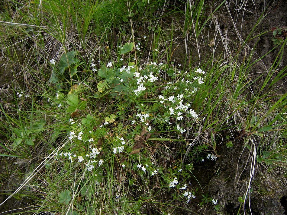 Изображение особи Galium uliginosum.