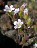 Cerastium pseudobulgaricum