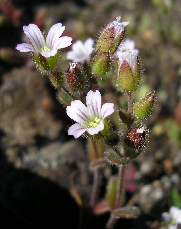 Изображение особи Cerastium pseudobulgaricum.