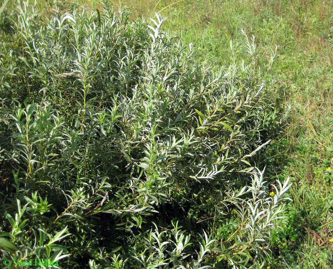 Image of Salix rosmarinifolia specimen.