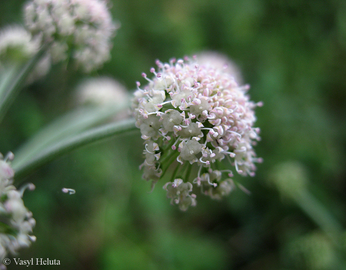 Изображение особи Angelica sylvestris.