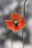 Papaver litwinowii