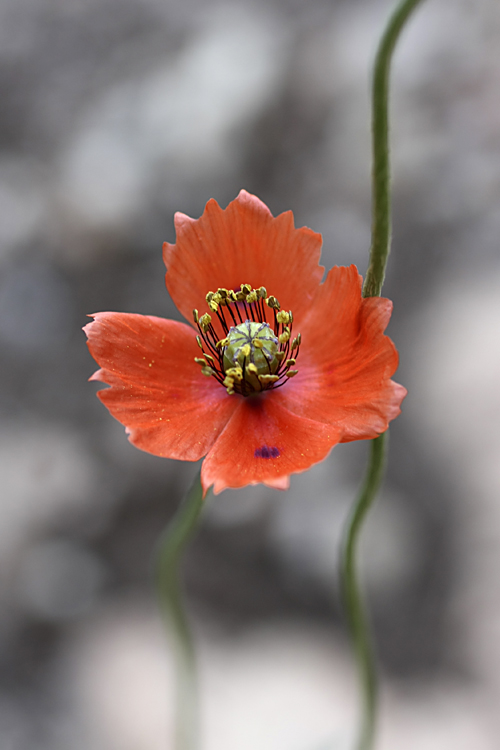 Изображение особи Papaver litwinowii.